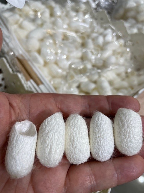 Cổ Chất13